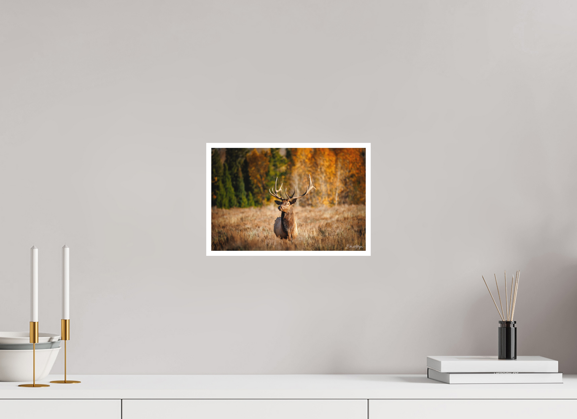 12 x 8″, Fine art print "Autumn Sentinel" - Bull Elk