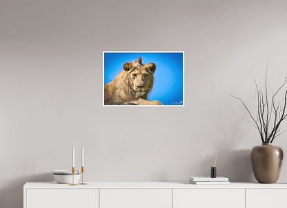 Lion stare