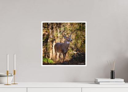 15 x 15″, Fine art print "King of the Timberline" - White-tailed Buck
