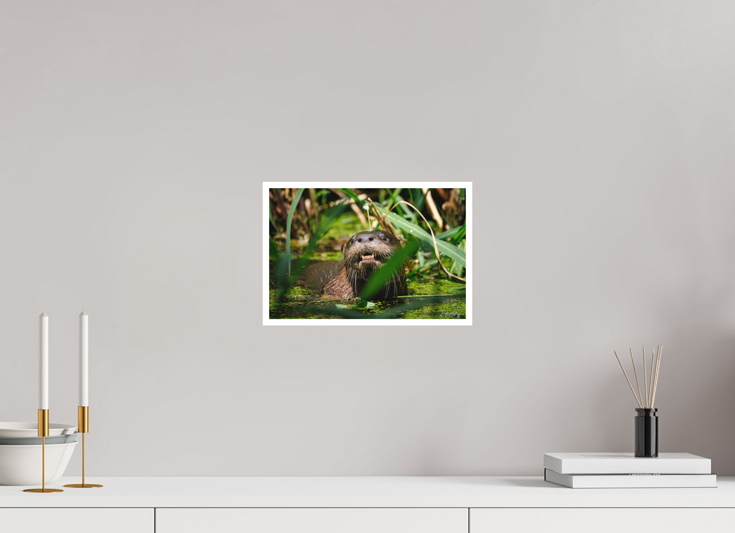 12 x 8″, Fine art print "Swamp Watcher" - American river otter