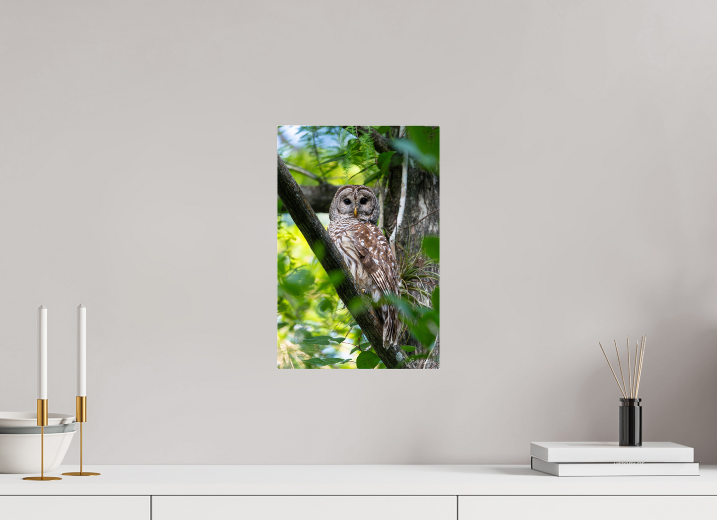 10 x 15″, Acrylic "..." - Barred Owl