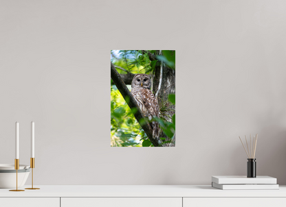 10 x 15″, Acrylic "..." - Barred Owl