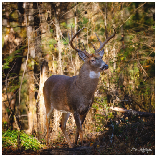 Main image "King of the Timberline" - White-tailed Buck