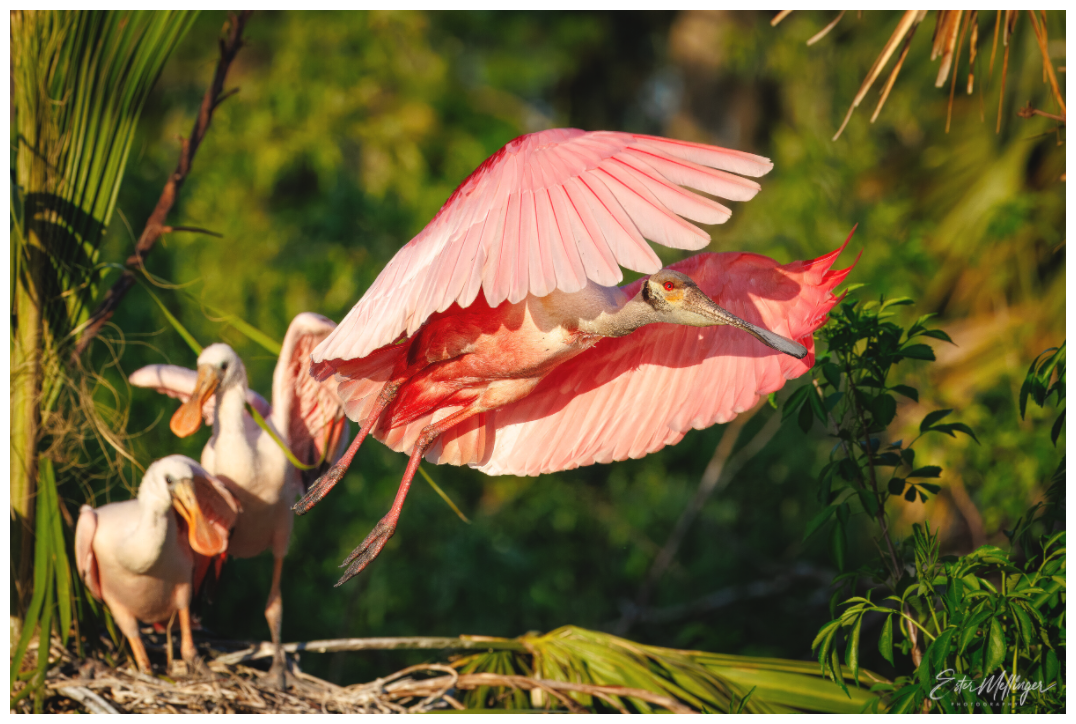 Main image "After the Feeding" - Roseate Spoonbill