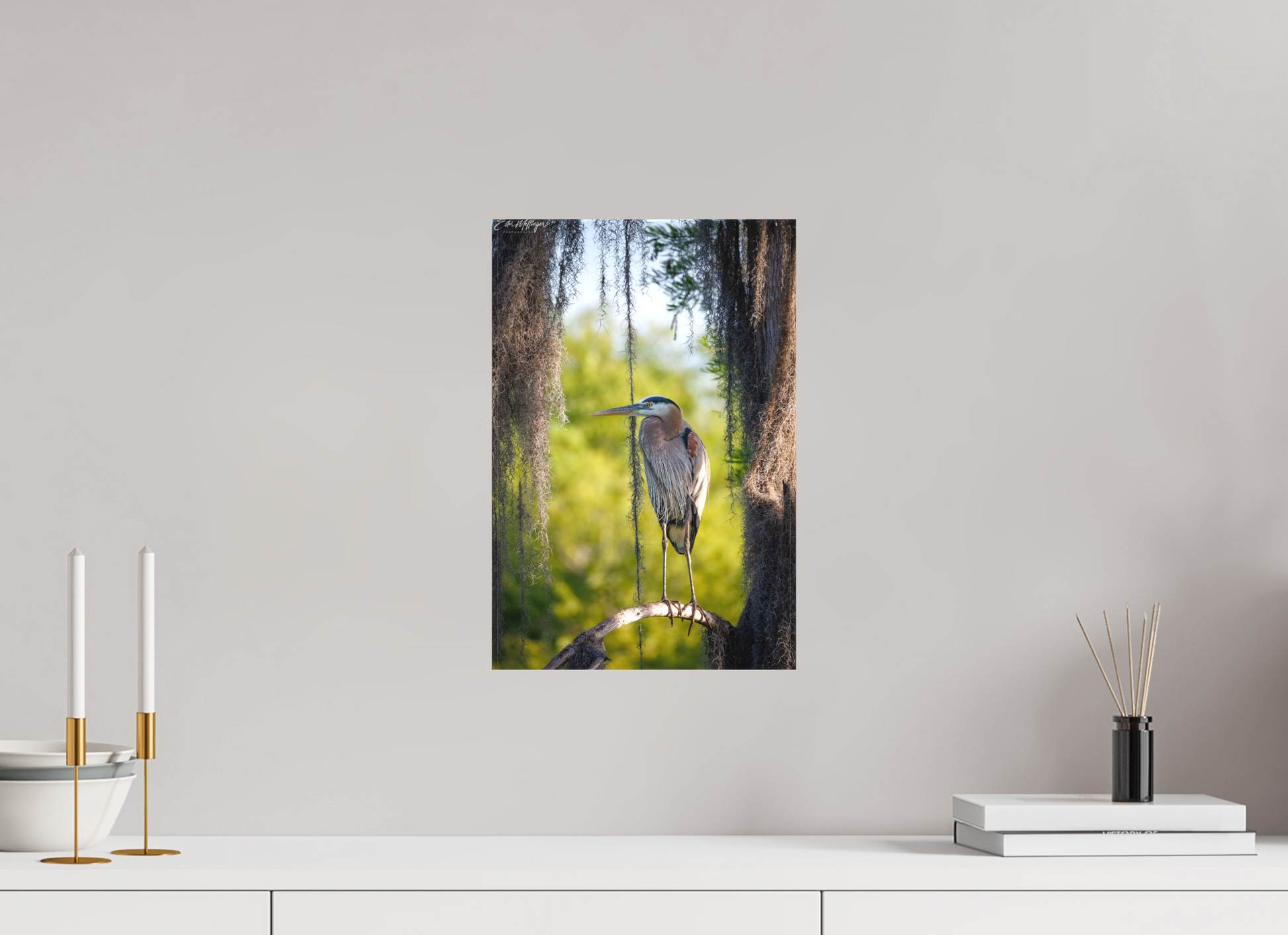10 x 15″, Canvas "Framed by the Moss" - Great Blue Heron