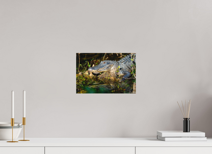 12 x 8″, Canvas "Shadow of the Cypress" - American Alligator