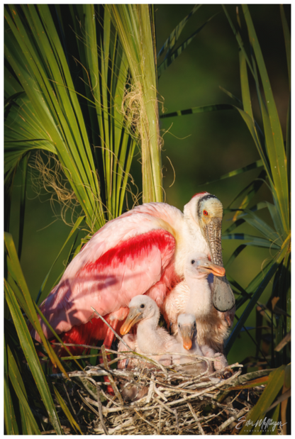 Main image "Golden Hour Nest" - Spoonbills