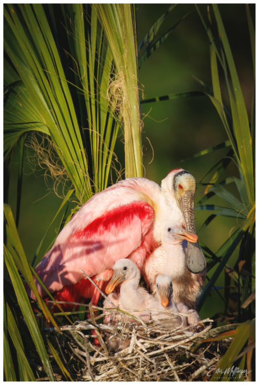 Main image "Golden Hour Nest" - Spoonbills