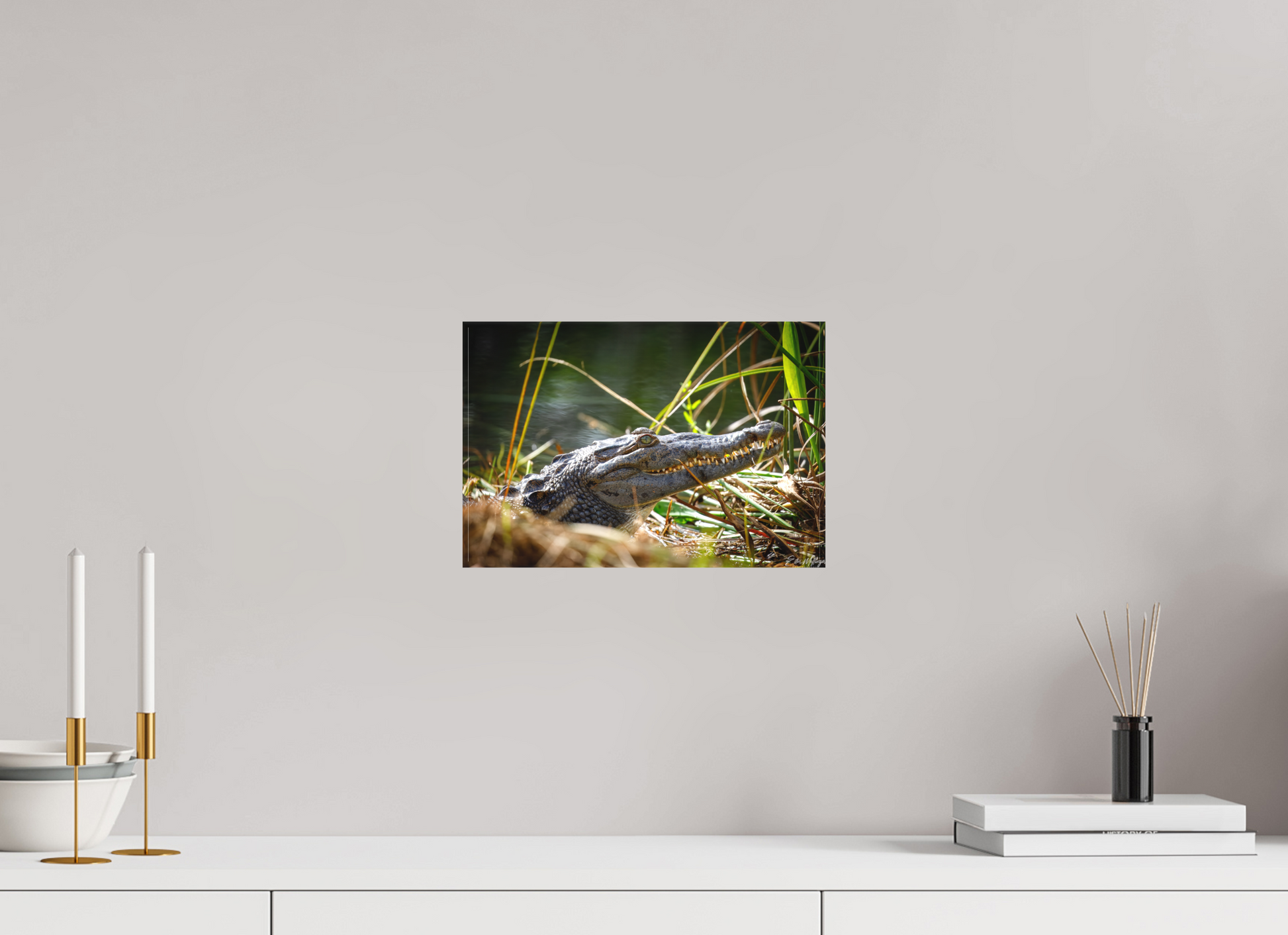 12 x 8″, Canvas "Teeth of Time" - American Crocodile