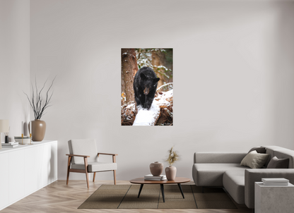 36 x 54″, Canvas "Little Snow Walker" - Black Bear