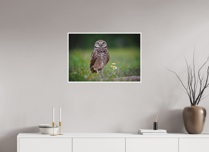 30 x 20″, Fine art print "The Watcher" - Burrowing Owl