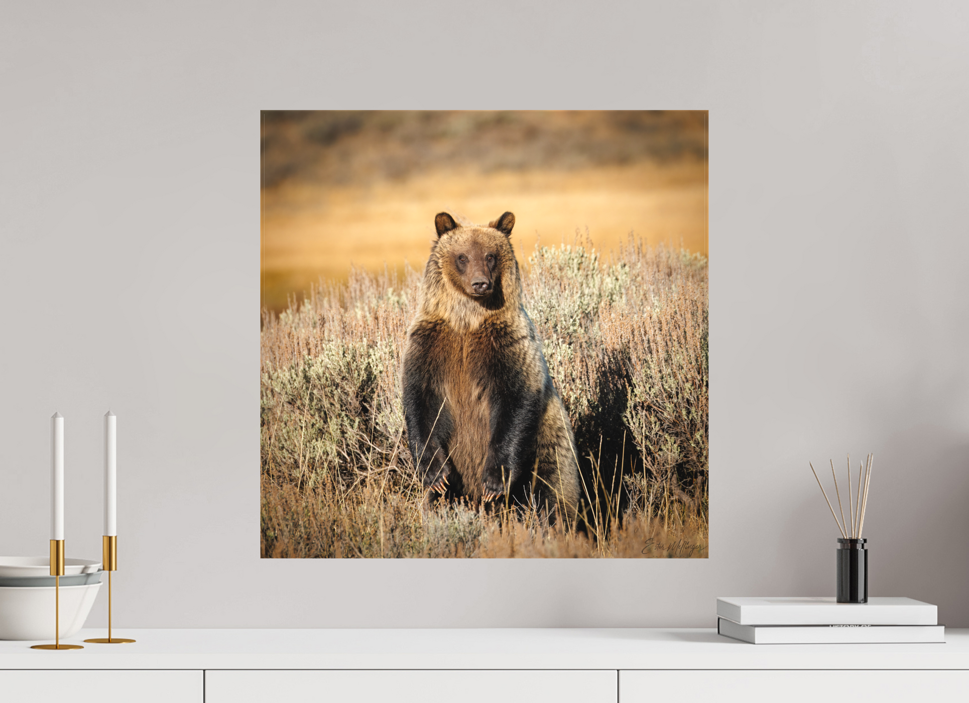 20 x 20″, Canvas "Standing Tall" - Grizzly Bear