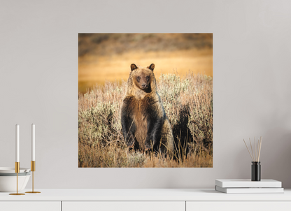 20 x 20″, Canvas "Standing Tall" - Grizzly Bear