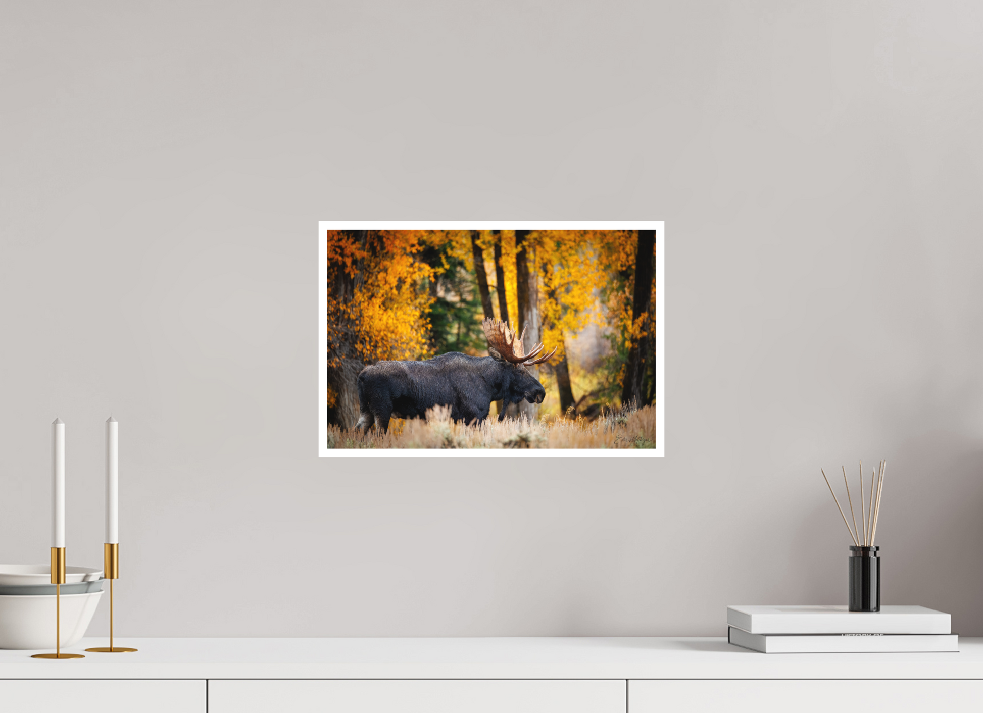 15 x 10″, Fine art print "Majesty in the rain" - Bull moose