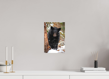 8 x 12″, Canvas "Steps Through Snow" - Black Bear