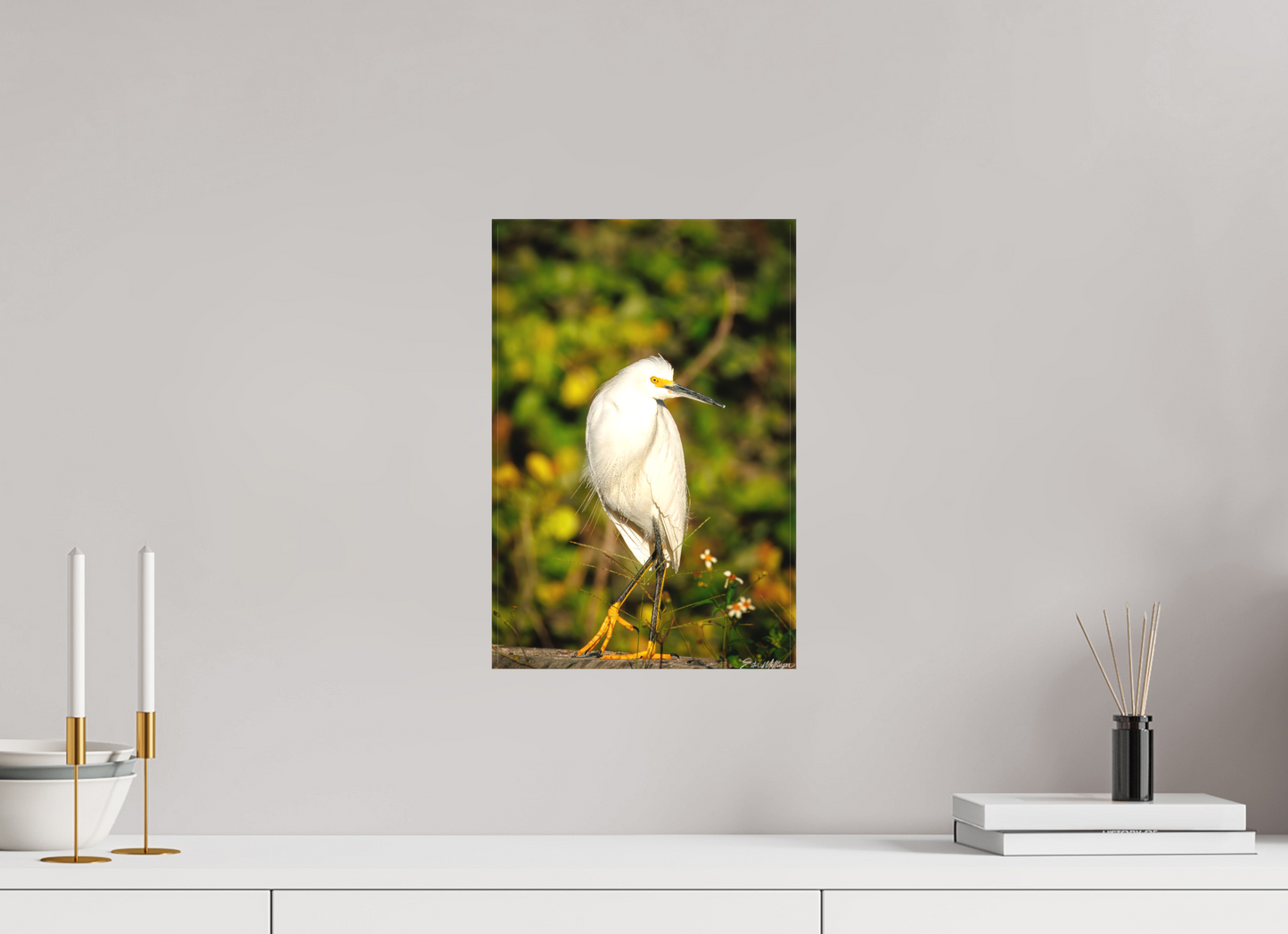 10 x 15″, Canvas "Golden Light, White Silence" - Great Egret