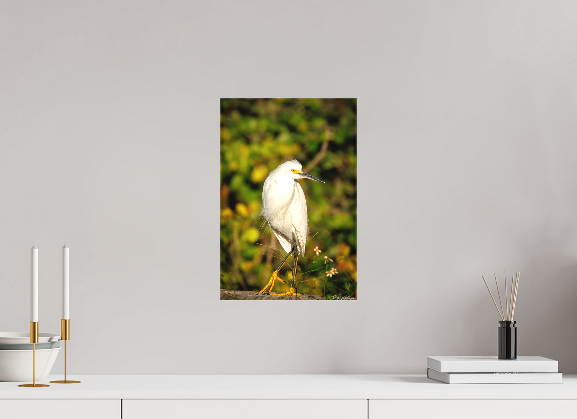 10 x 15″, Canvas "Golden Light, White Silence" - Great Egret