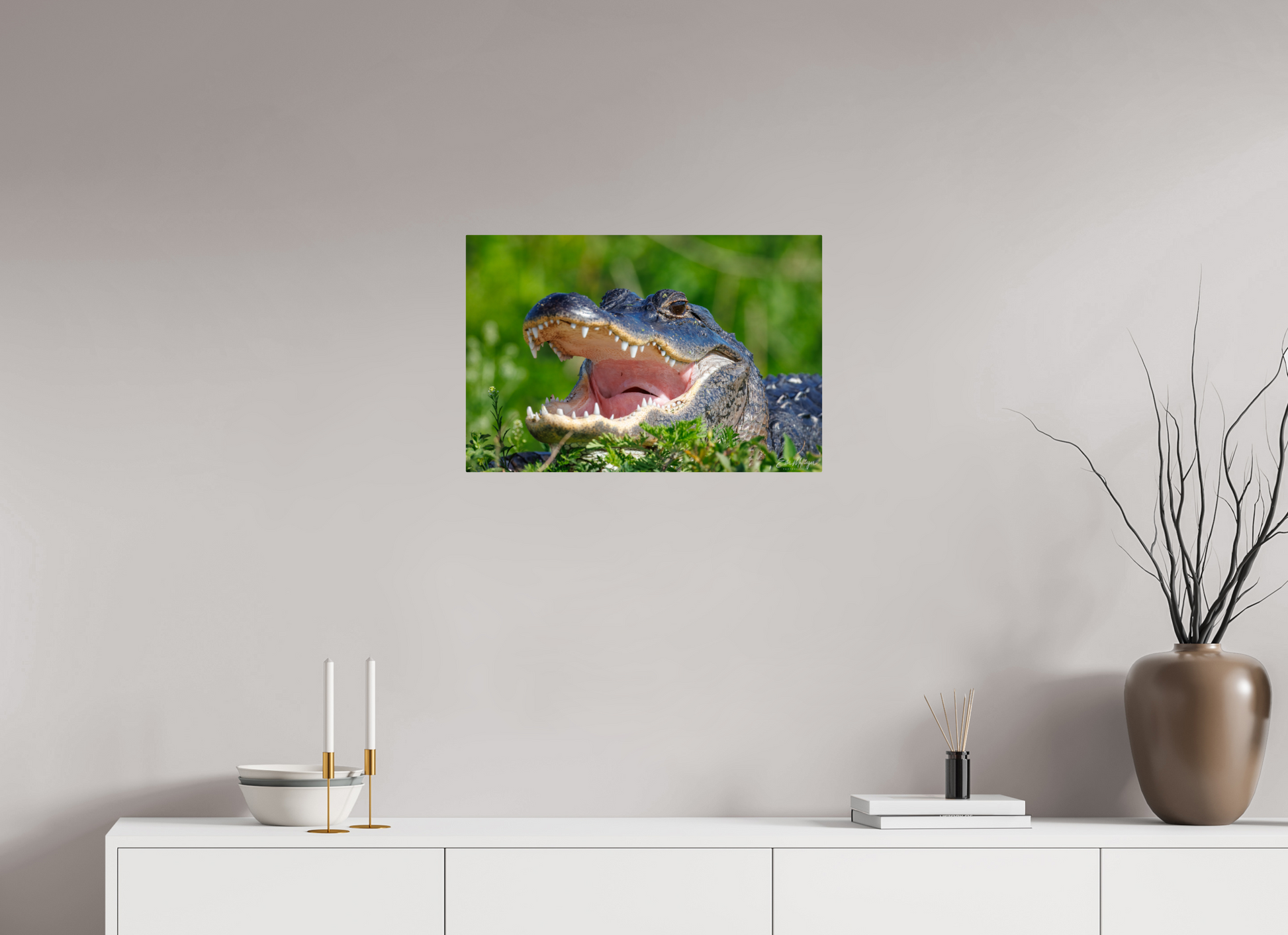 24 x 16″, Metal "Wide Open" - American Alligator