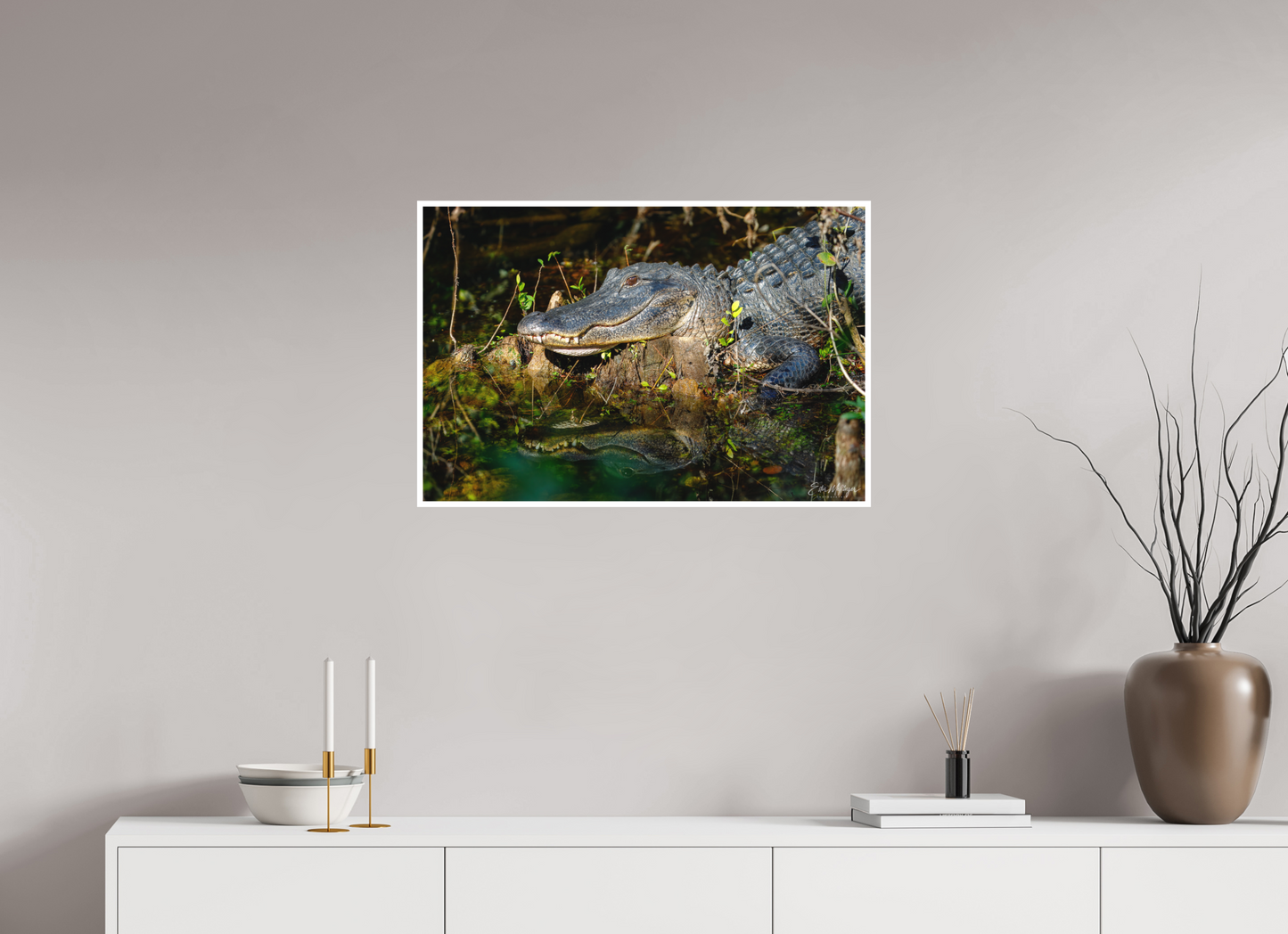 30 x 20″, Fine art print "Shadow of the Cypress" - American Alligator
