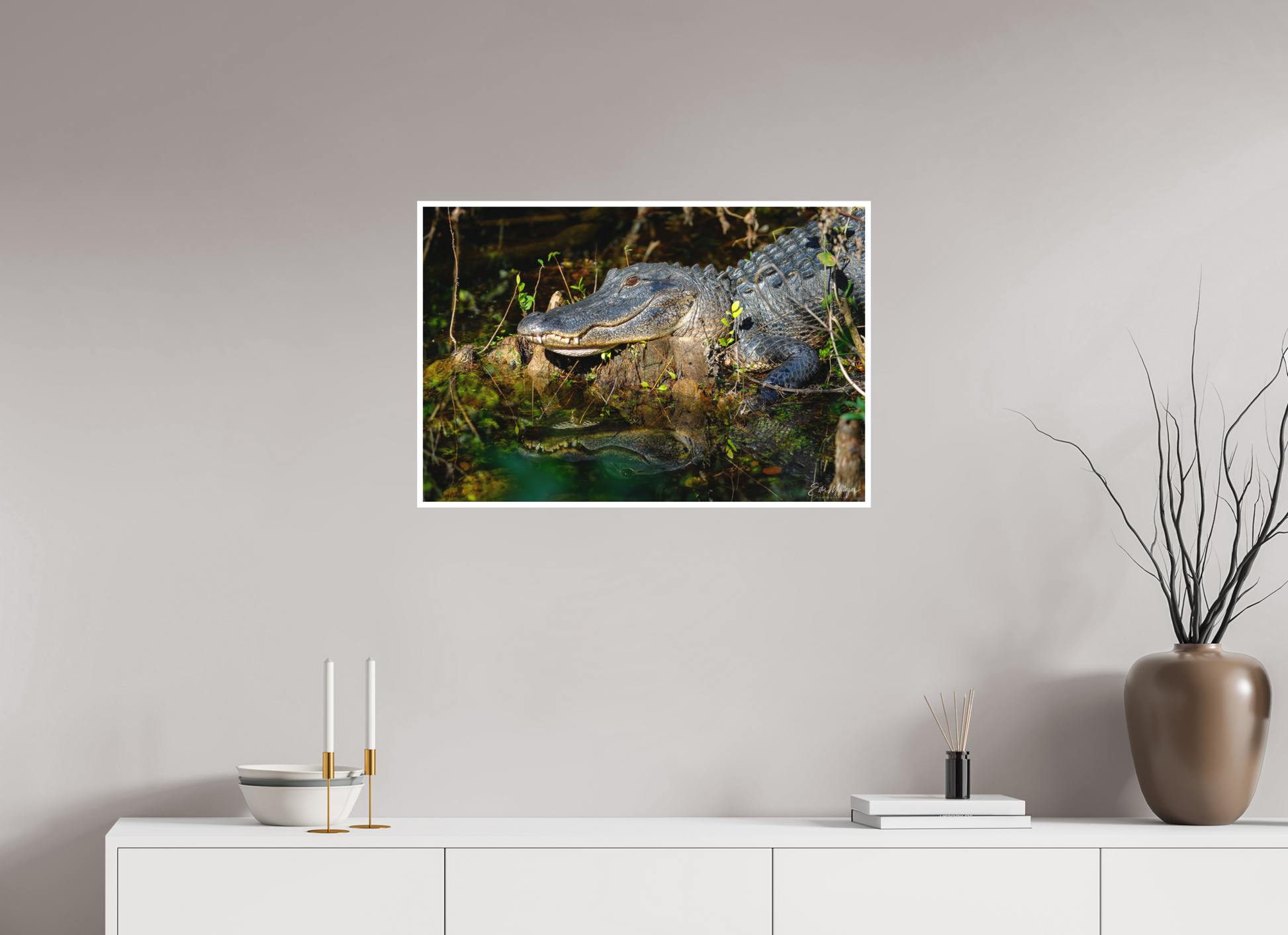 30 x 20″, Fine art print "Shadow of the Cypress" - American Alligator