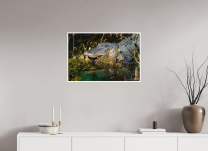 30 x 20″, Fine art print "Shadow of the Cypress" - American Alligator