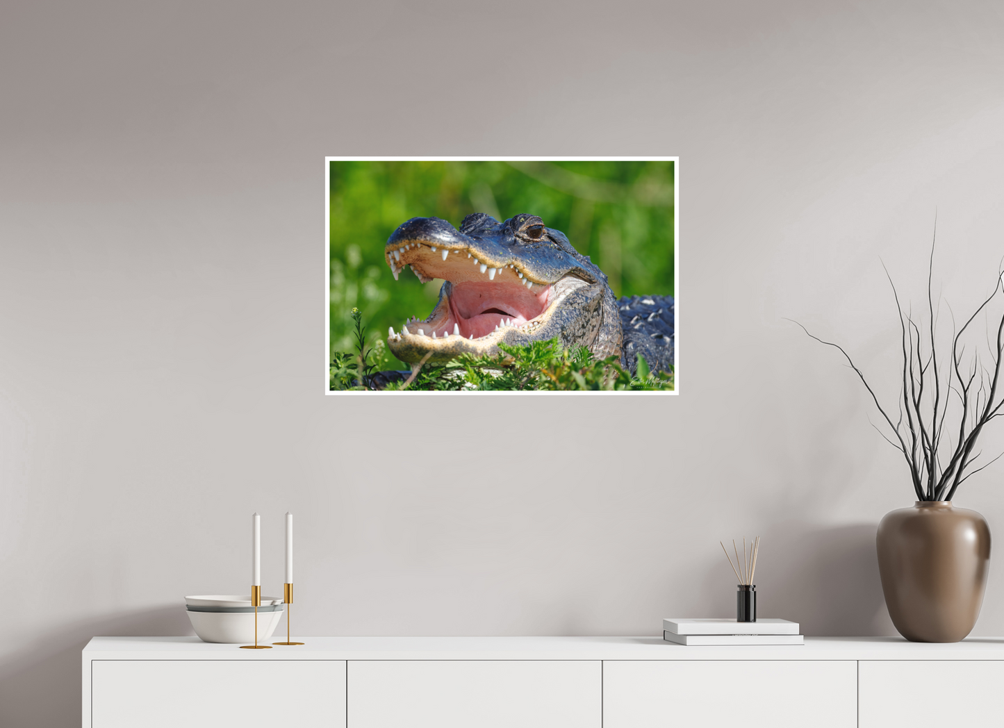 30 x 20″, Fine art print "Wide Open" - American Alligator
