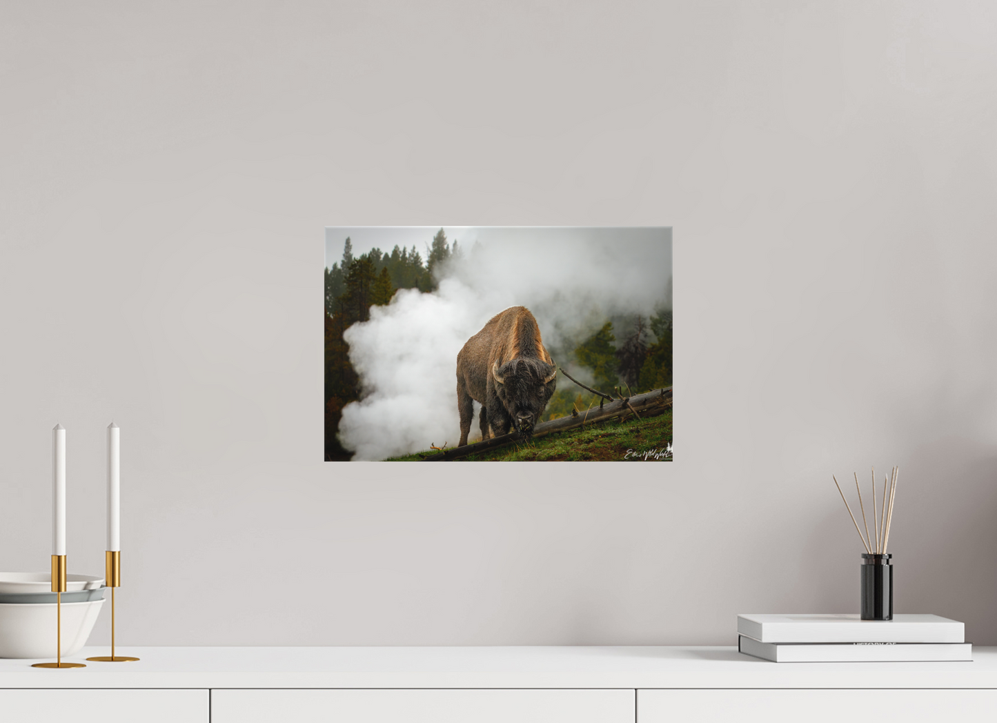 Bison in the fog