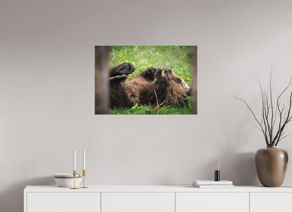 30 x 20″, Canvas "Gentle Discovery" - Grizzly Bear