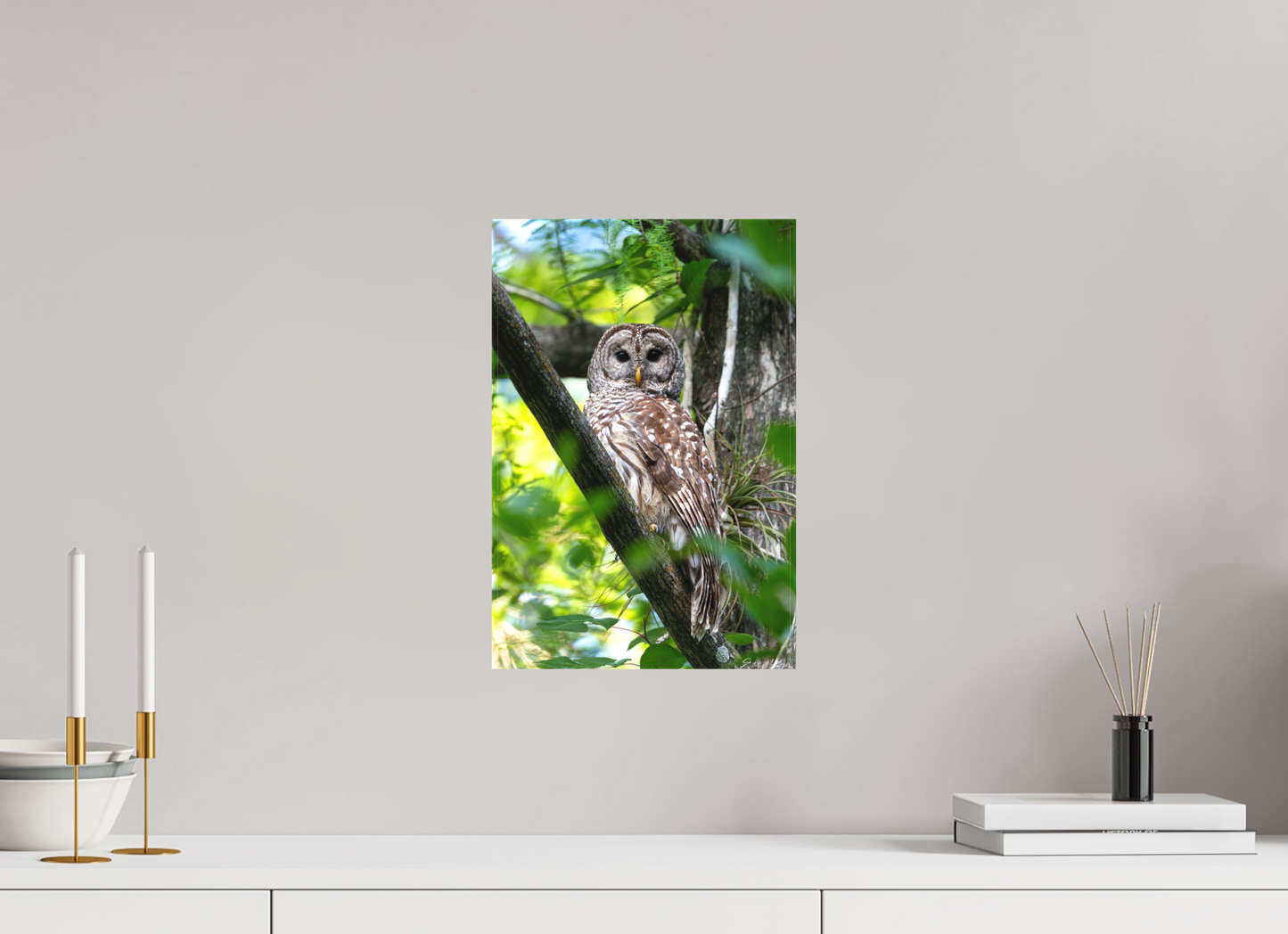10 x 15″, Canvas "..." - Barred Owl