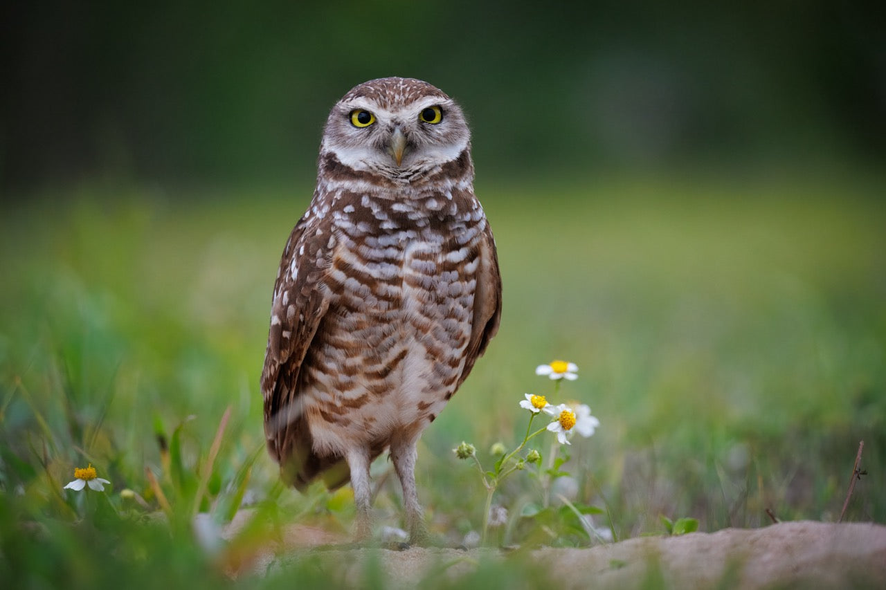 Burrowing owl stare down