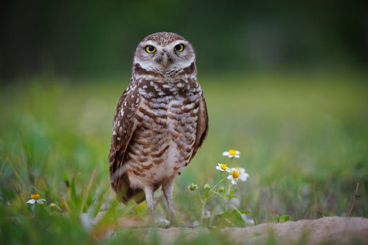 Burrowing owl stare down