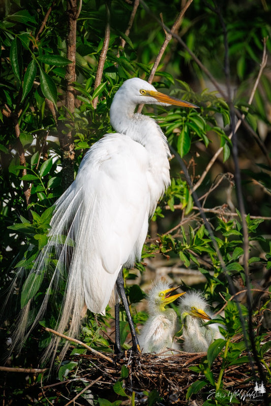 Great egret with chicks