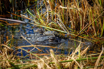 Baby gator on mom's face