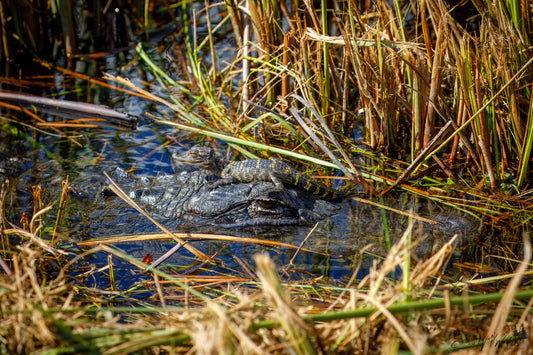 Baby gator on mom's face