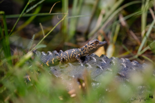 Baby gator on mom's back