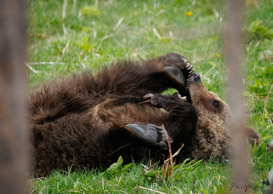 Bear chewing on its foot