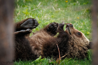 Bear smelling flower