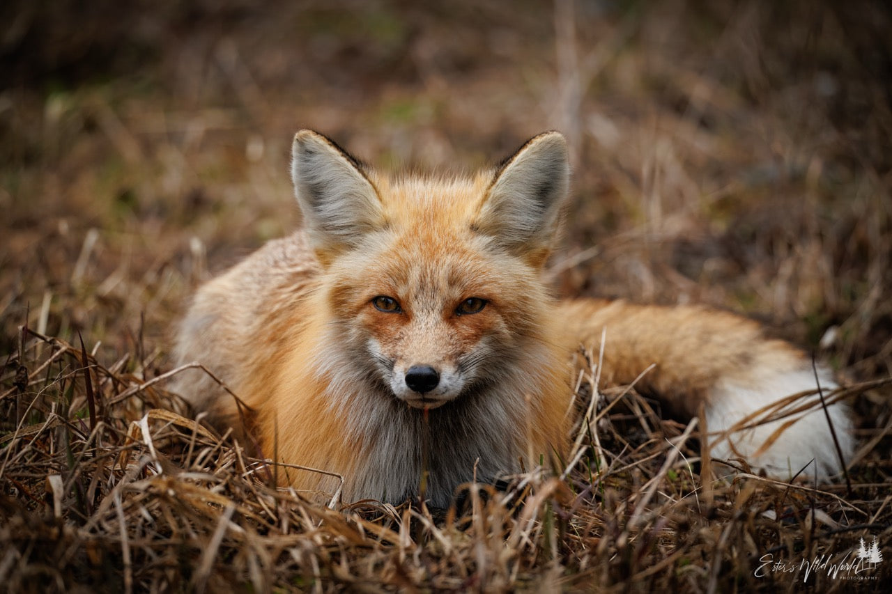 Bedded down fox