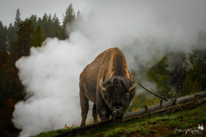 Bison in the fog