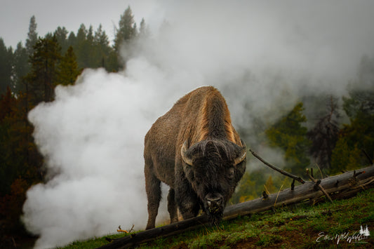 Bison in the fog