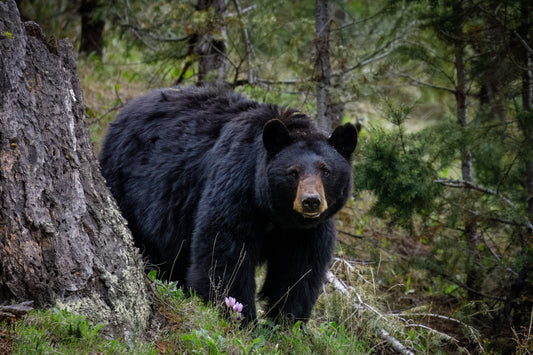 Black bear stare