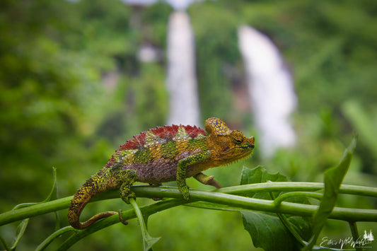 Chameleon