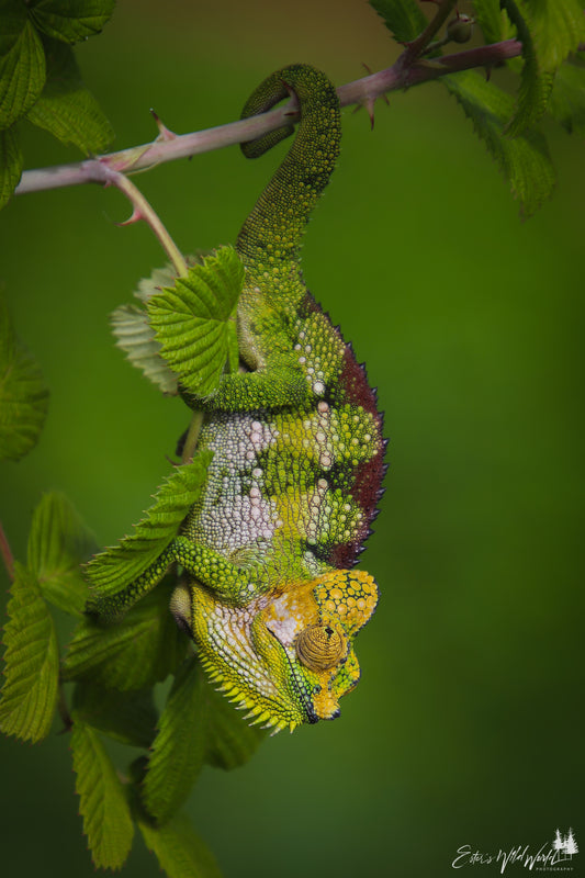 Chameleon