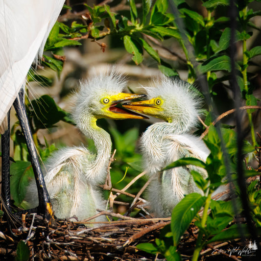 Fluffy dinosaurs
