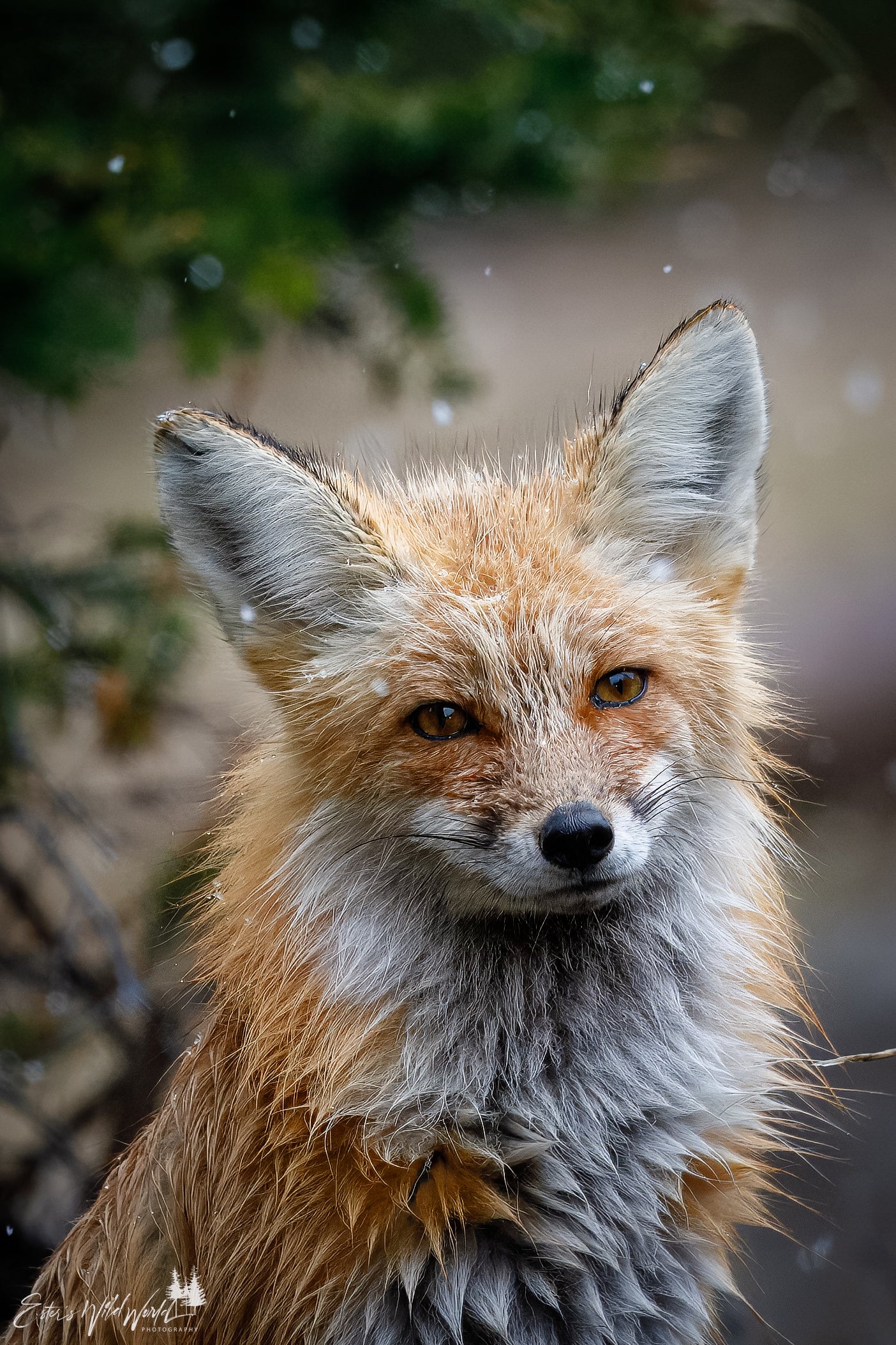 Fox in the snow