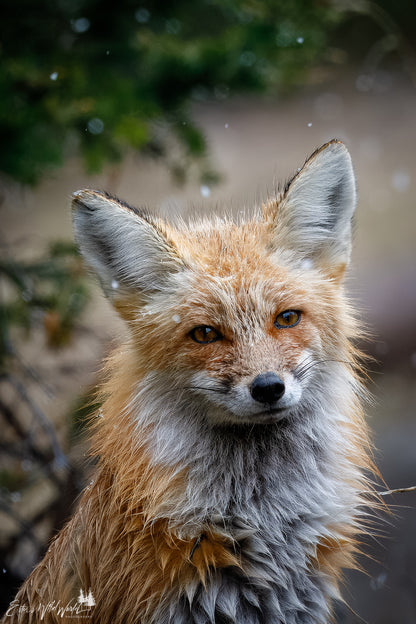 Fox in the snow