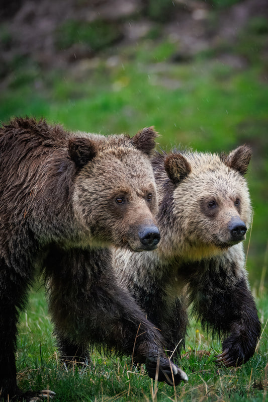 Grizzly mom and cub