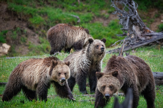 Grizzly family of four