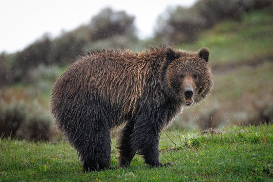 Grizzly in the rain