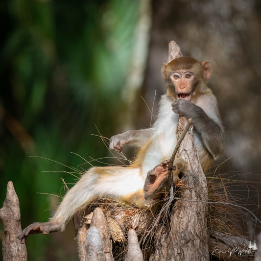Happy monkey